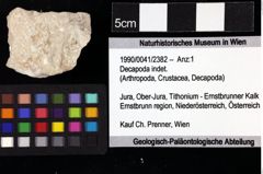 Foto (Objket + Etiketten) von Decapoda indet. 